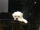 Mini Boy Ev Doğumlu Sıfır Numara Orjinal Maltes Terrier