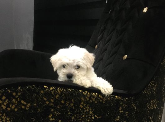 Mini Boy Ev Doğumlu Sıfır Numara Orjinal Maltes Terrier görsel
