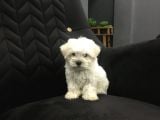 Mini Boy Ev Doğumlu Sıfır Numara Orjinal Maltes Terrier