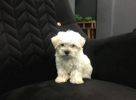 Mini Boy Ev Doğumlu Sıfır Numara Orjinal Maltes Terrier görsel