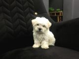 Mini boy ev doğumlu sıfır numara orjinal maltes terrier