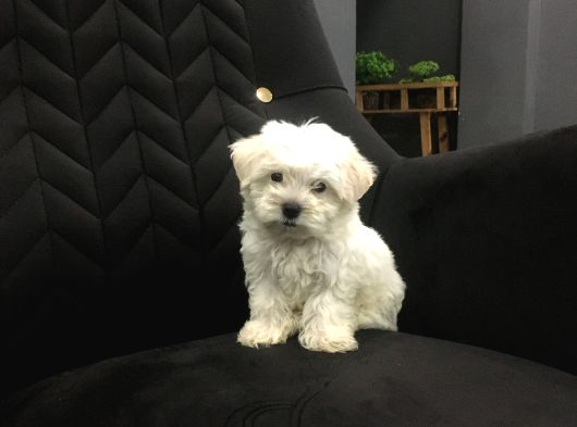 Mini boy ev doğumlu sıfır numara orjinal maltes terrier