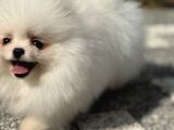 Bi̇blo Gi̇bi̇ Di̇şi̇ Kartopu Pomerani̇an Boo