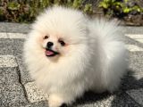 BİBLO GİBİ DİŞİ KARTOPU POMERANİAN BOO