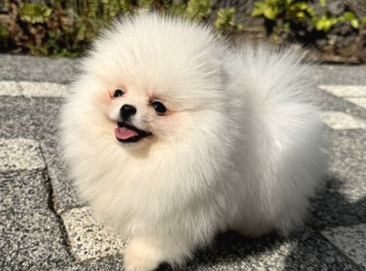 Bi̇blo Gi̇bi̇ Di̇şi̇ Kartopu Pomerani̇an Boo