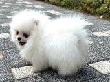 Bi̇blo Gi̇bi̇ Di̇şi̇ Kartopu Pomerani̇an Boo
