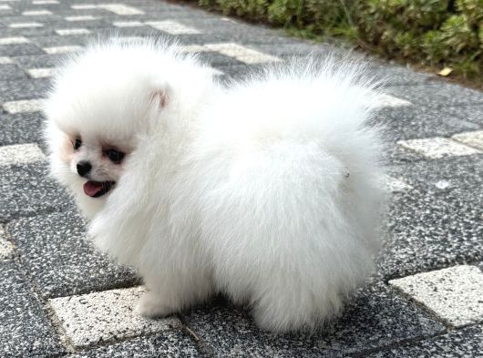 Bi̇blo Gi̇bi̇ Di̇şi̇ Kartopu Pomerani̇an Boo görsel