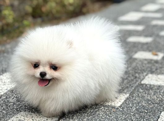 Bi̇blo Gi̇bi̇ Di̇şi̇ Kartopu Pomerani̇an Boo görsel