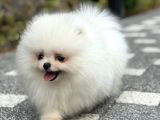 Bi̇blo Gi̇bi̇ Di̇şi̇ Kartopu Pomerani̇an Boo