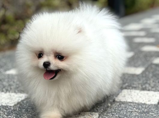 Bi̇blo Gi̇bi̇ Di̇şi̇ Kartopu Pomerani̇an Boo görsel