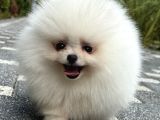 Bi̇blo Gi̇bi̇ Di̇şi̇ Kartopu Pomerani̇an Boo