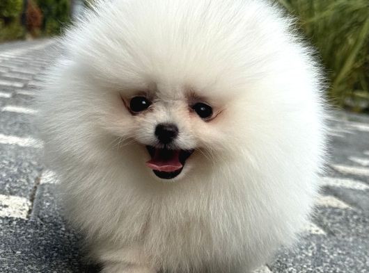 Bi̇blo Gi̇bi̇ Di̇şi̇ Kartopu Pomerani̇an Boo görsel