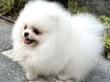 Bi̇blo Gi̇bi̇ Di̇şi̇ Kartopu Pomerani̇an Boo