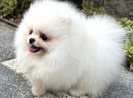 Bi̇blo Gi̇bi̇ Di̇şi̇ Kartopu Pomerani̇an Boo görsel