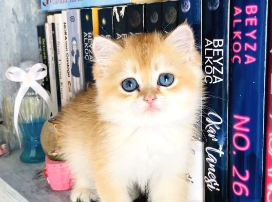 British Longhair Dişi Ve British Shorthair Erkek görsel