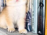 British Longhair Dişi Ve British Shorthair Erkek