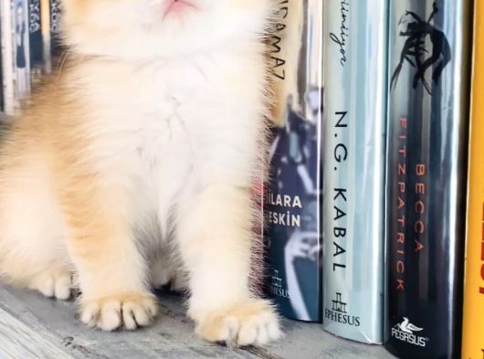 British Longhair Dişi Ve British Shorthair Erkek görsel
