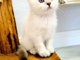 British Longhair Dişi Ve British Shorthair Erkek
