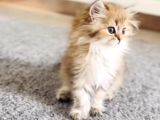British longhair dişi ve british shorthair erkek