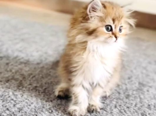 British Longhair Dişi Ve British Shorthair Erkek