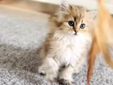 British Longhair Dişi Ve British Shorthair Erkek