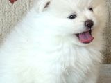 Pomeranian boo sevimli yavr