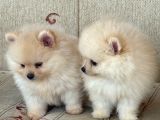 Pomeranian Boo Sevimli Yavr