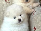 Pomeranian Boo Sevimli Yavr