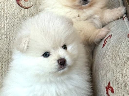 Pomeranian Boo Sevimli Yavr görsel