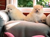 Pomeranian Boo Sevimli Yavr