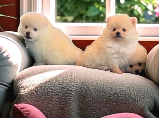 Pomeranian Boo Sevimli Yavr görsel