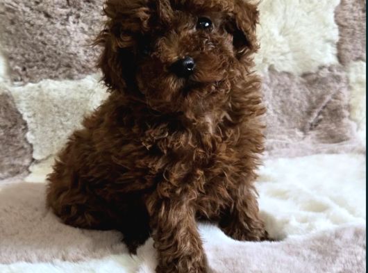 Toy Poodle Yavrular Irkının En Güzelleri görsel