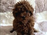 Toy Poodle Yavrular Irkının En Güzelleri