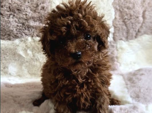 Toy Poodle Yavrular Irkının En Güzelleri görsel