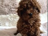 Toy Poodle Yavrular Irkının En Güzelleri