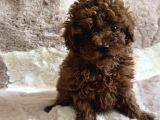 Toy Poodle Yavrular Irkının En Güzelleri