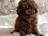 Toy poodle yavrular ırkının en güzelleri