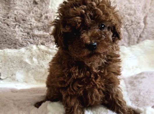 Toy Poodle Yavrular Irkının En Güzelleri