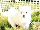 Kar beyaz maltese yavrular