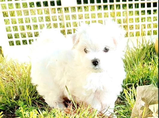Kar Beyaz Maltese Yavrular
