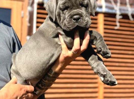 Dev Cane Corso Yavrular Irkının En Güzeli görsel