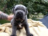 Dev cane corso yavrular ırkının en güzeli