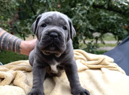 Dev Cane Corso Yavrular Irkının En Güzeli
