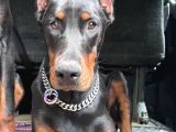 Show Kalite Referanslı Doberman Yavrular