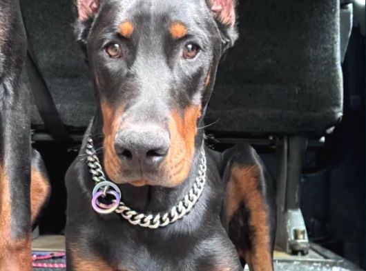 Show Kalite Referanslı Doberman Yavrular görsel
