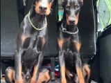 Show kalite referanslı doberman yavrular