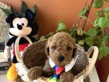Ev Doğumu Poodle Yavrularımız Rezerveye Açık