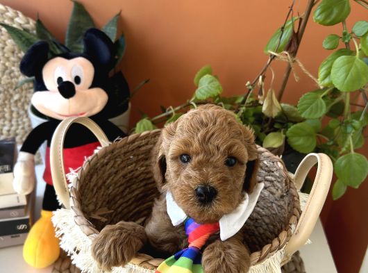 Ev Doğumu Poodle Yavrularımız Rezerveye Açık görsel