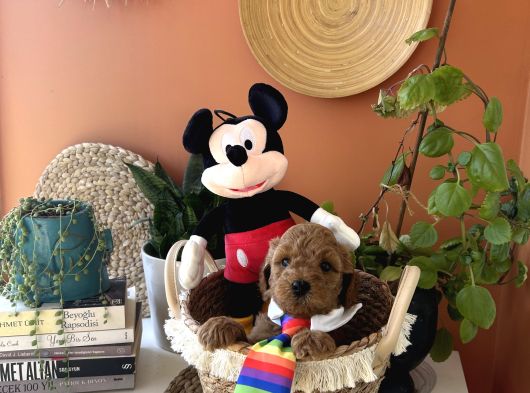 Ev Doğumu Poodle Yavrularımız Rezerveye Açık görsel