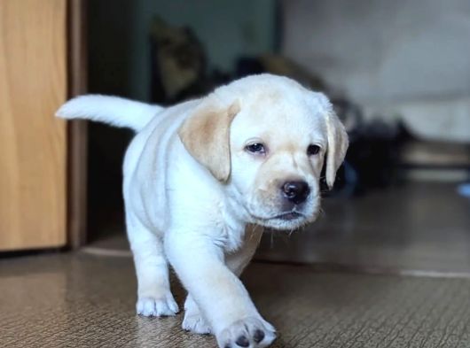 En Güzel Labrador Retri̇ever Yavrulari İstanbul görsel